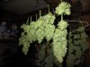 IMG_0190.jpg IMG_0190.jpg