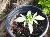 100_4425.jpg