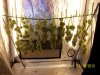 harvest.4f.JPG