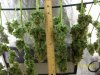 harvest.4g.JPG