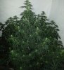 Cbd skunk haze Day 102.jpg