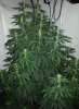 Cbd karma Day 102.jpg