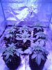 Tent Day 17.jpg