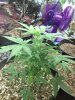 Pineapple Express Day 36.jpg