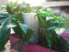 2012-04-03 20.03.13.jpg