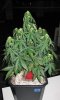 AKR_Day40_1.jpg