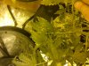 IMG-20120407-00614.jpg