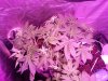 20160131_055913.jpg