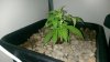 IMAG0354.jpg