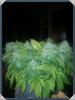 2016-02-04 23.31.22.png