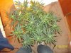 100_2445.JPG
