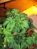 100_2472.JPG