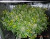 bubblegum 151 canopy tent pic.jpg