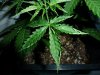 NL4_28dayscloseup.jpg NL4_28dayscloseup.jpg