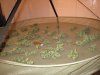 IMG_1346.jpg