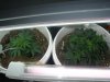 day 27 plant sizes.jpg