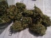 100_4518.jpg