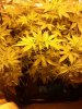 autoflower.jpg