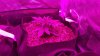 Short Stuff Spanish Diesel Day 16.jpg