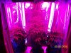 day38f.JPG