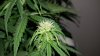 Critical+ Day 33 Bud2.jpg