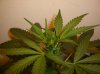 SPEEDY SYRUP2_4-16-12.JPG