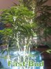 IMAG0250.jpg