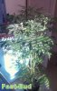IMAG0251.jpg