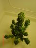 DSC00011.jpg