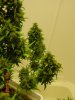 DSC00009.jpg