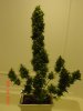 DSC00006.jpg