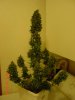 DSC00003.jpg