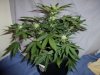 CC5_day38.jpg