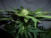 CC4_day38.jpg