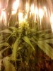 dope 026.jpg