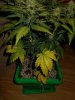 DSCN2135.JPG