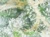 S20160406_0008.jpg