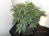 ripleys og 3.JPG