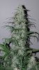 Auto Seeds Candy Kush Day 56.jpg
