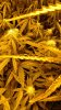 Tutt Curled Leaves B.jpg