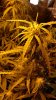 Tutt Curled Leaves C.jpg
