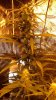 Tutankhamon 04-15-16.jpg