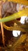 Tutankhamon 04-15-16 c.jpg