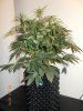 Ripleys OG 1.JPG Ripleys OG 1.JPG