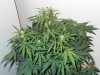 Ripleys OG 2.JPG Ripleys OG 2.JPG