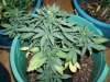 Blue Himalaya Diesel.jpg