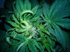 FAST BUD a.jpg FAST BUD a.jpg