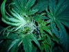 FAST BUD b.jpg FAST BUD b.jpg