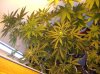 AUTOCAB1_4-26-12 .JPG