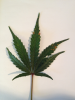 image-482130786.png